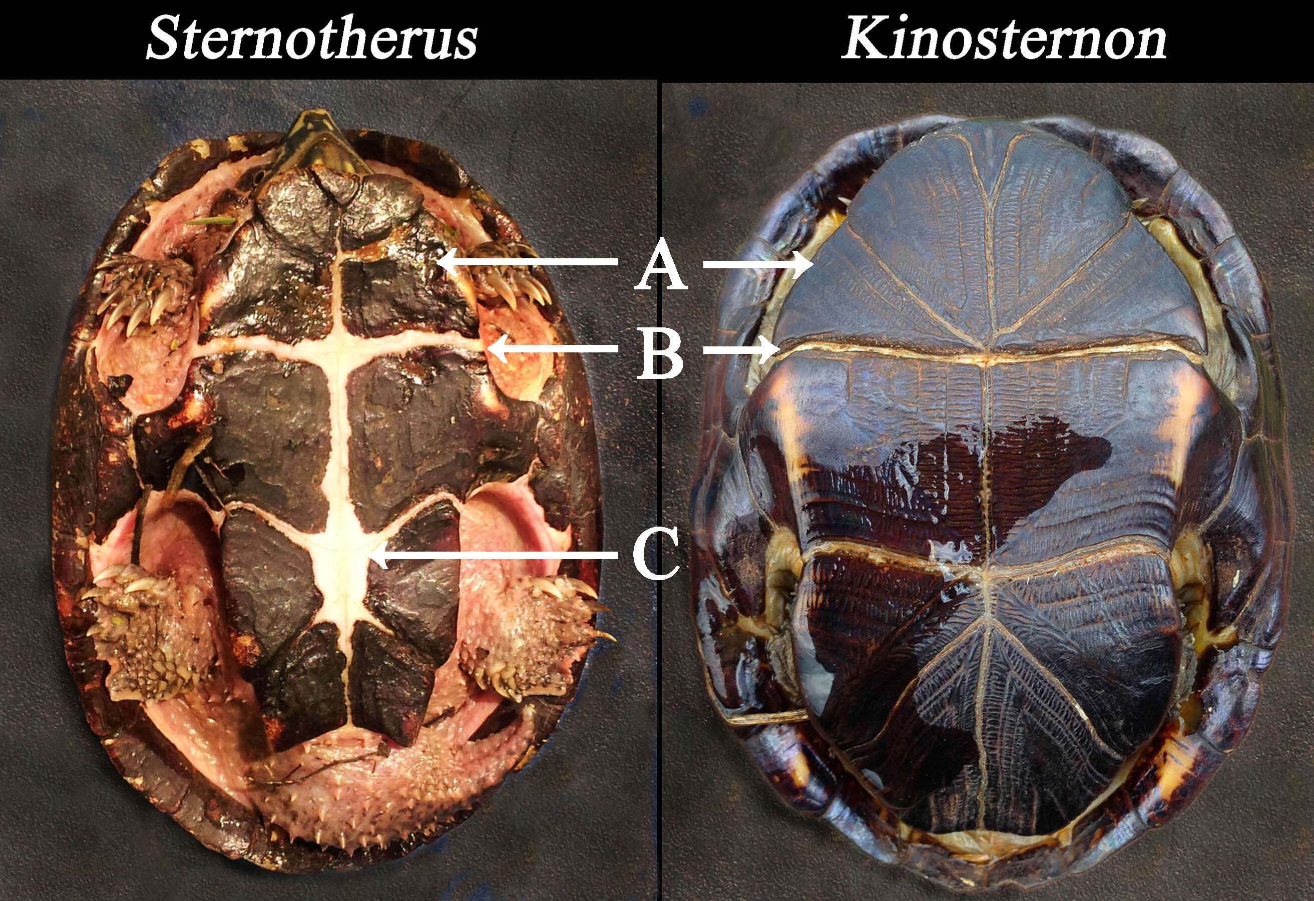 Image of Common Musk Turtle