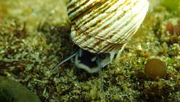 Image of Blue Top Snail