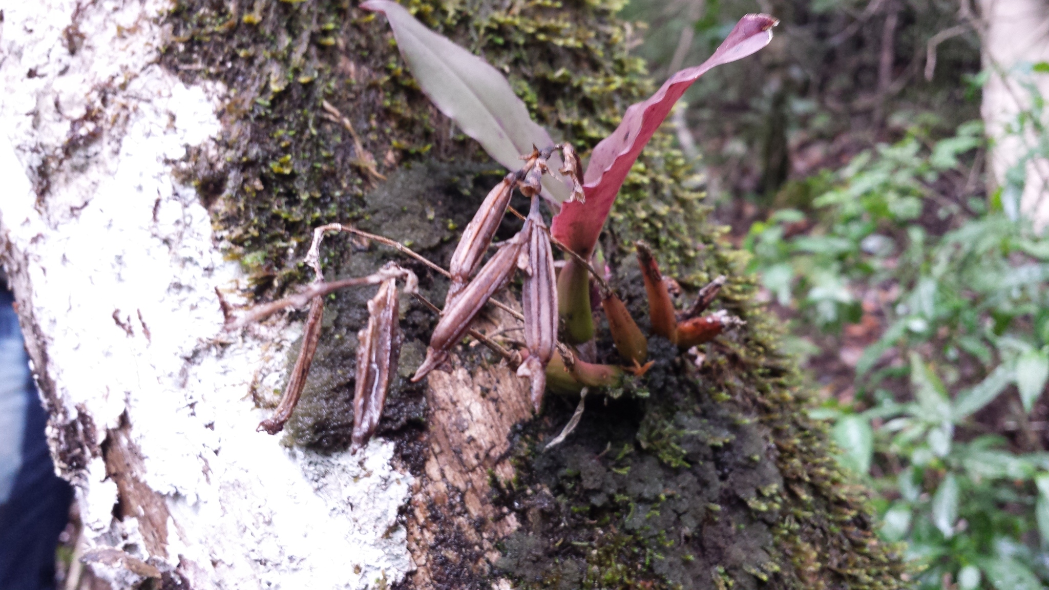 Image of <i>Polystachya cultriformis</i>