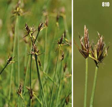 Image of birdcatching sedge