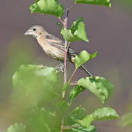 Image of Blue Grosbeak