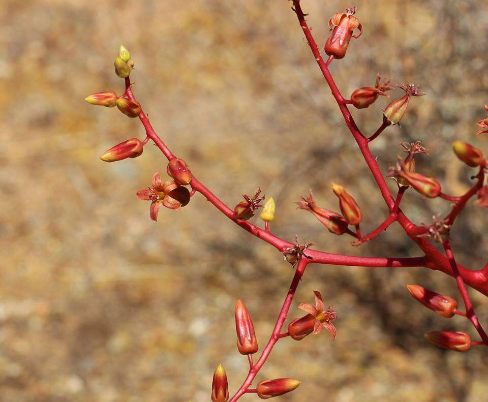 Tylecodon paniculatus (L. fil.) H. Tölken resmi