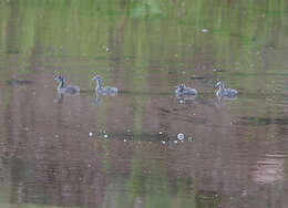 Image of Least Grebe