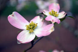 Image of flowering dogwood