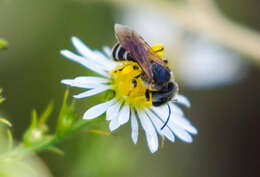 Image of Halictus ligatus Say 1837