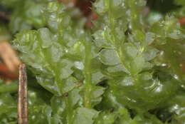 Image of Bifid Crestwort