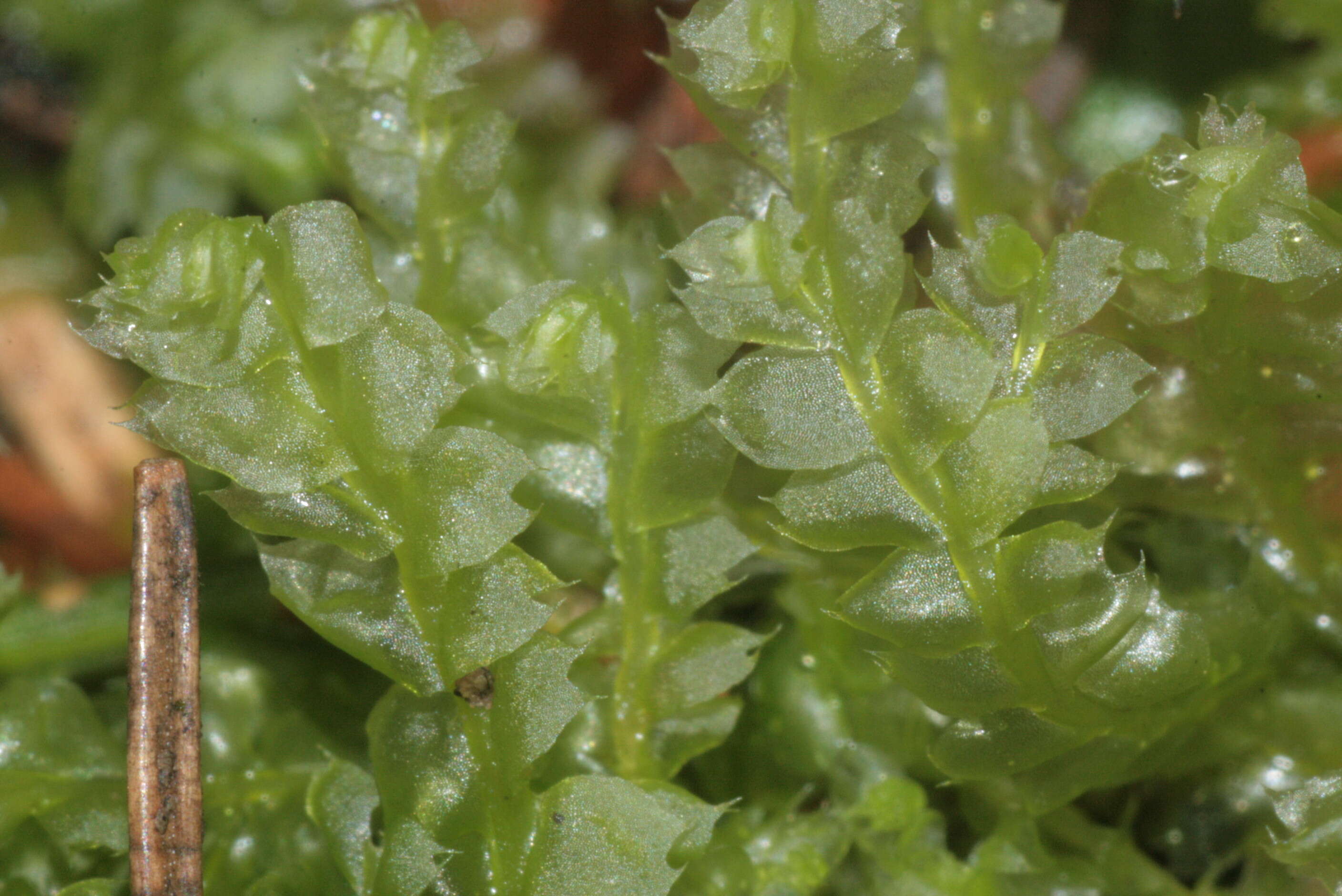 Image of Bifid Crestwort