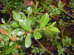 Image of Salix alpina Scop.