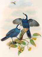 صورة Ptilorrhoa caerulescens (Temminck 1836)