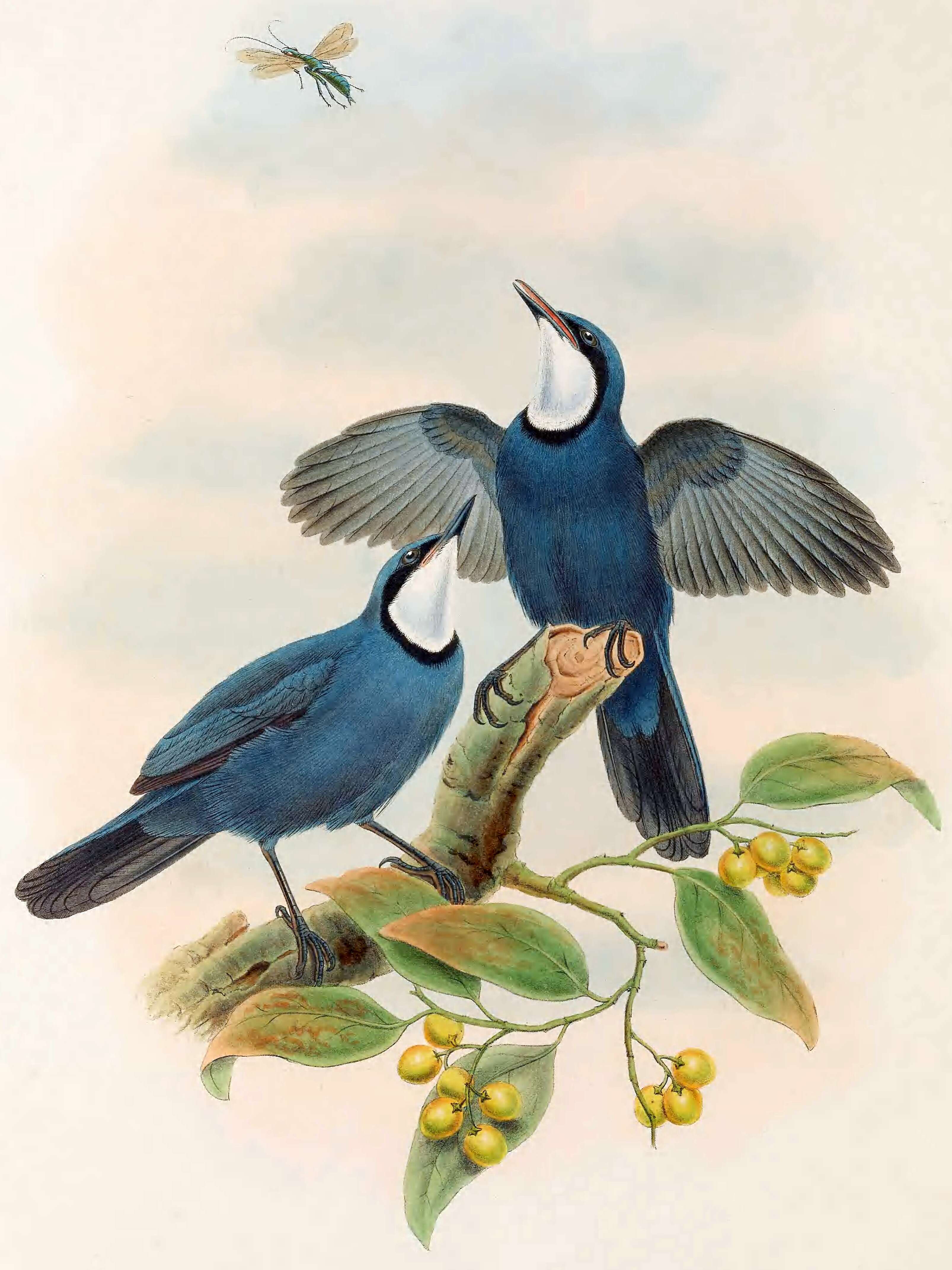 صورة Ptilorrhoa caerulescens (Temminck 1836)