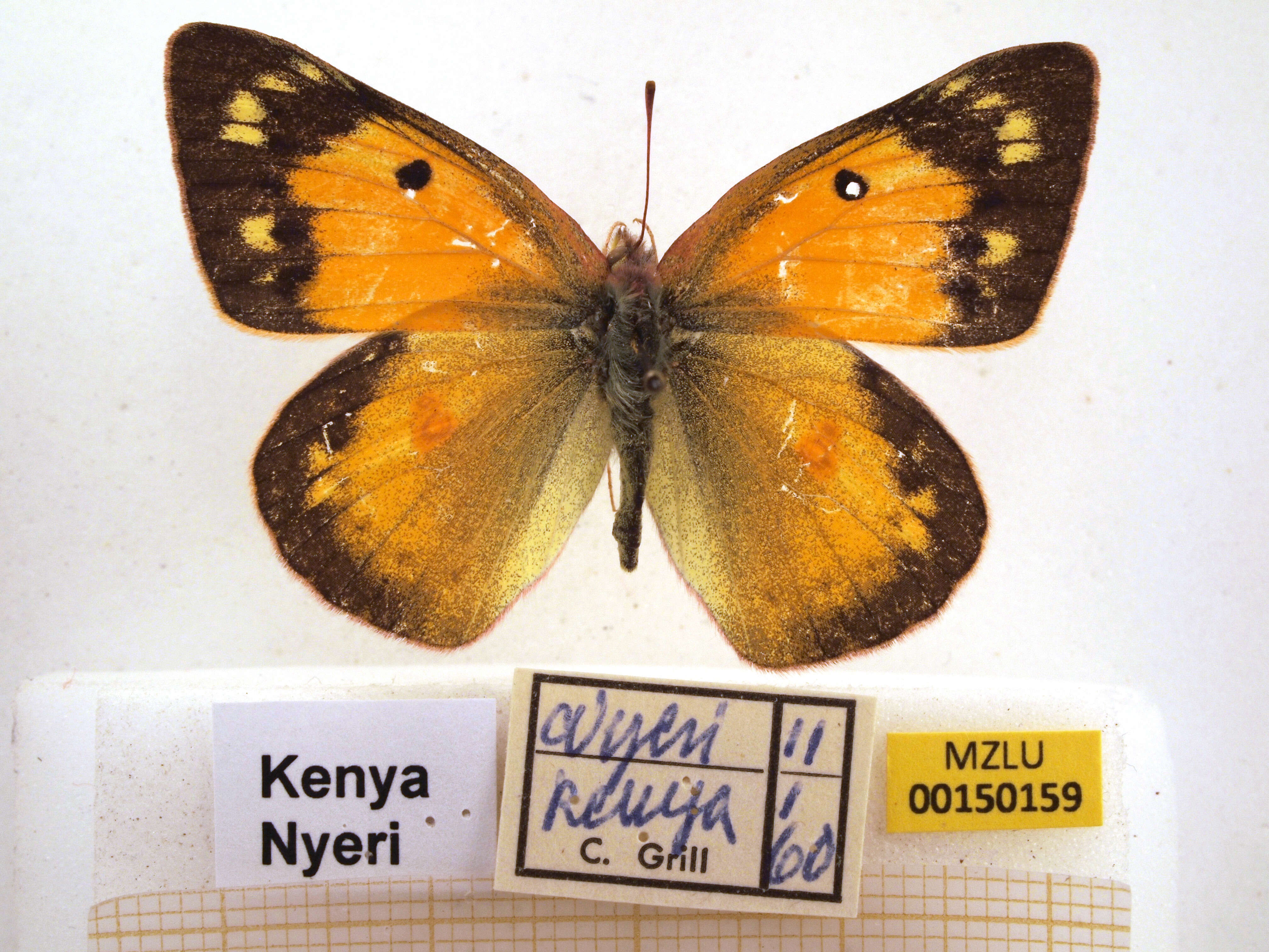 Image of Colias electo (Linnaeus 1763)