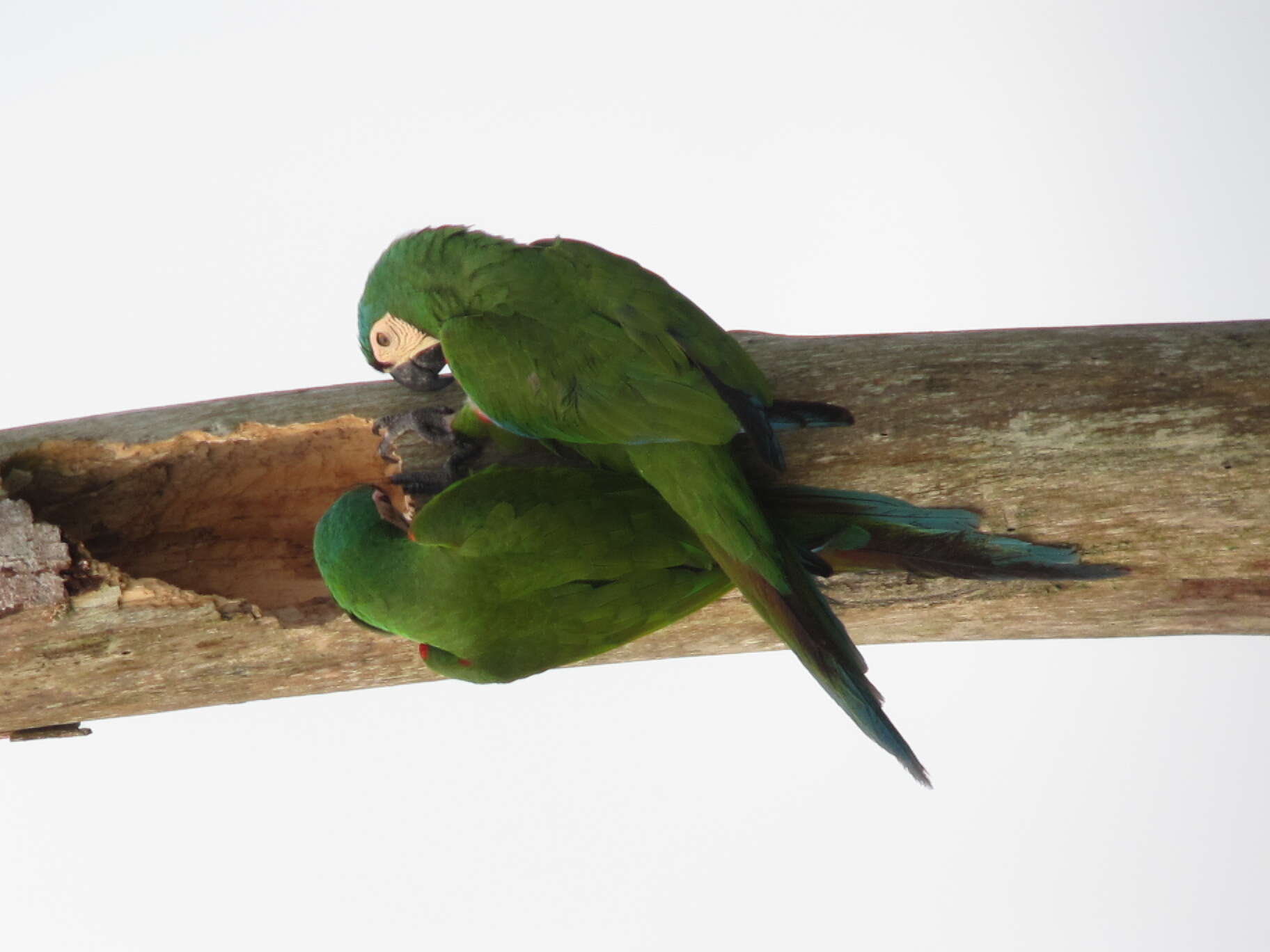 Image of Chestnut-fronted Macaw