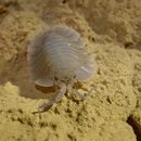 Image of Porcellio spatulatus Costa 1882