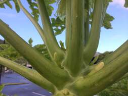 Image of Papaya ringspot virus