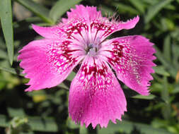 Image de Dianthus callizonus Schott & Kotschy