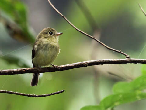 Image of Orange-crested Flycatcher