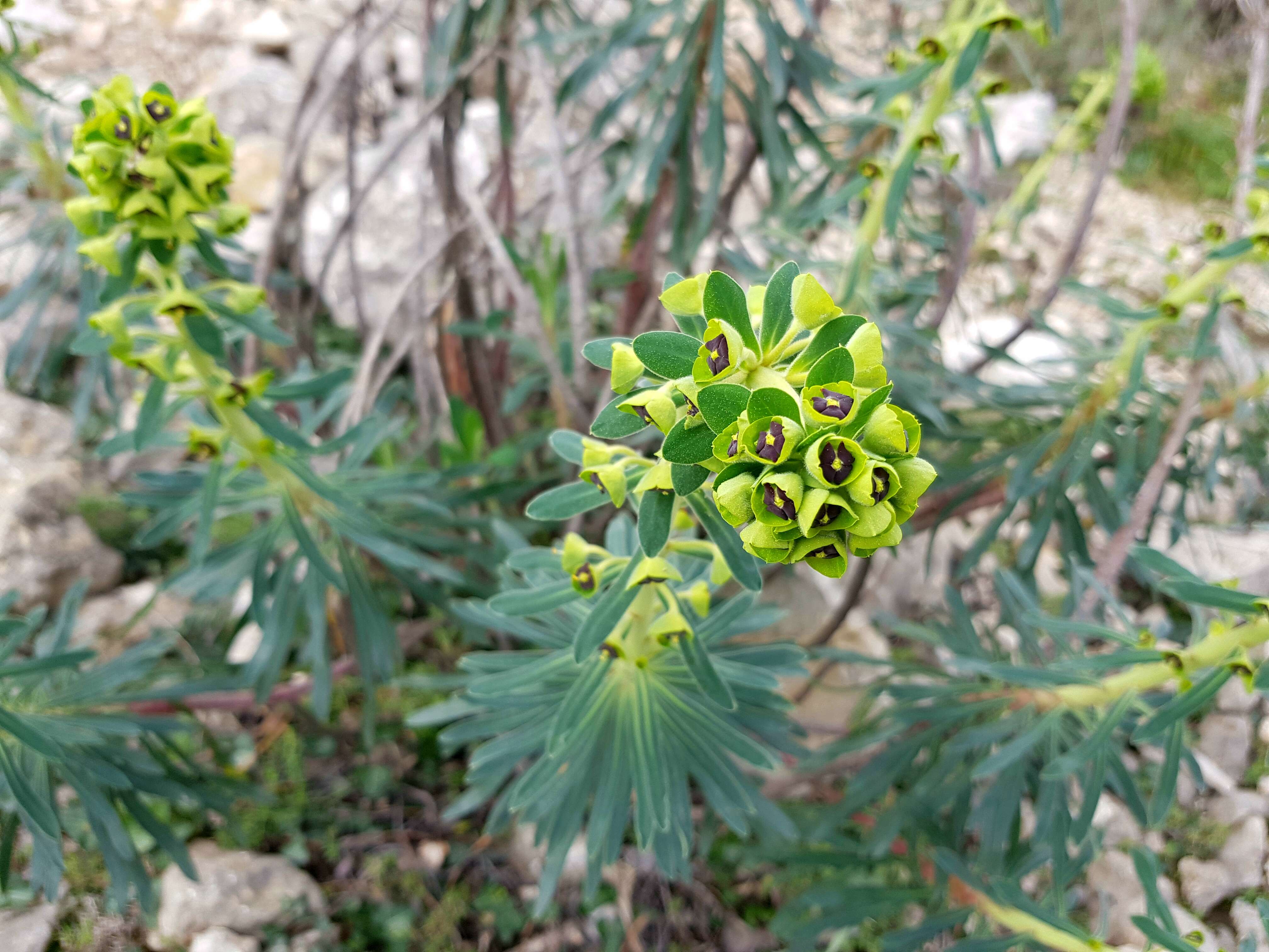 Image of Albanian spurge