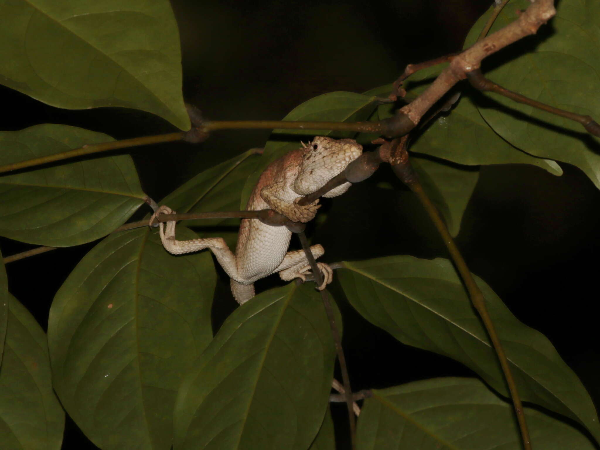 Image of Flower’s Forest Agamid