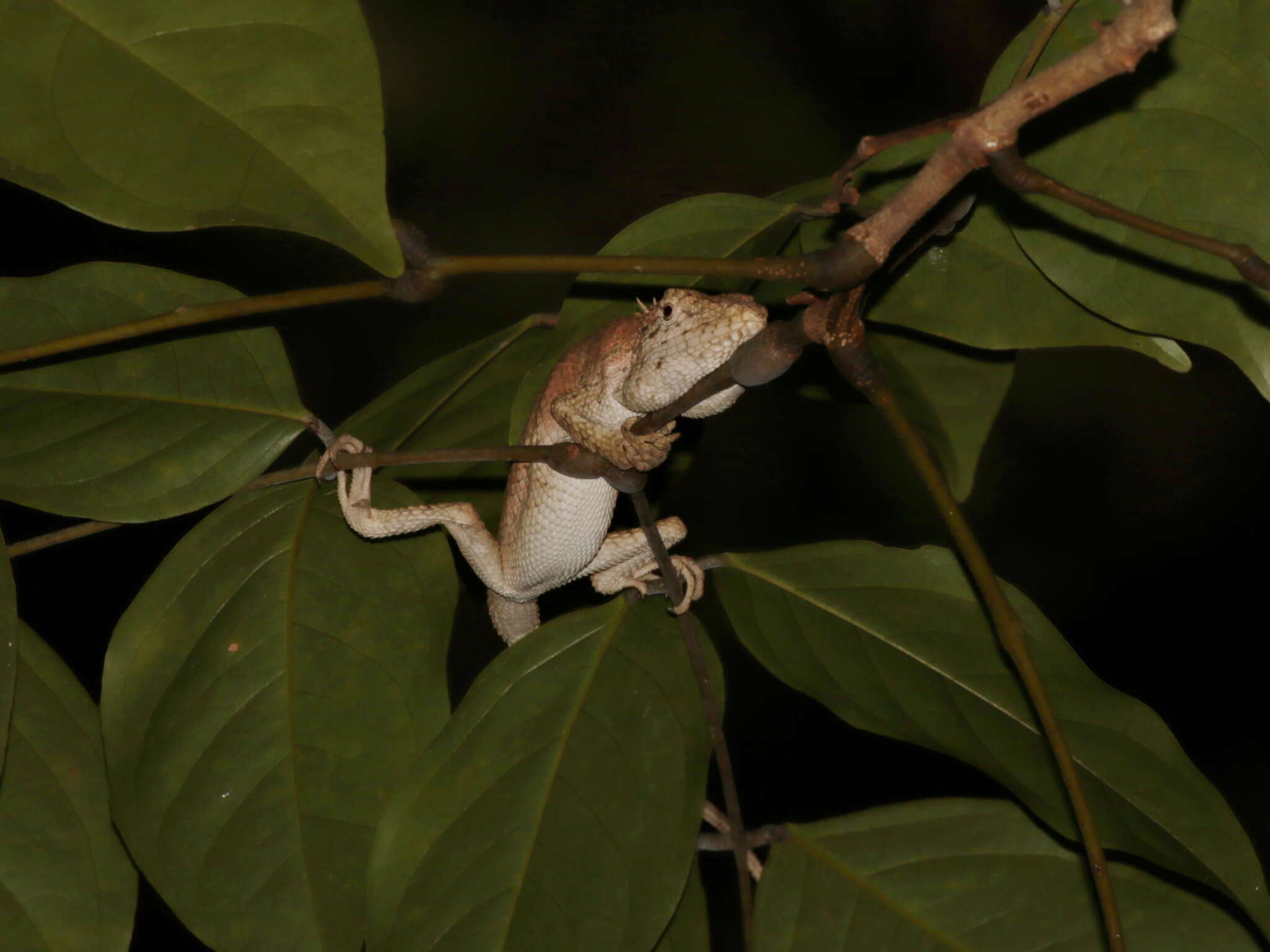 Pseudocalotes floweri (Boulenger 1912) resmi