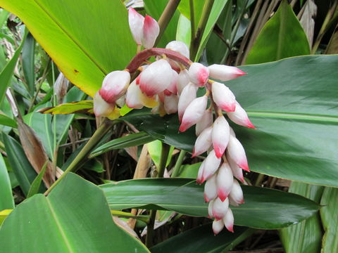 Image of <i>Alpinia nutans</i>