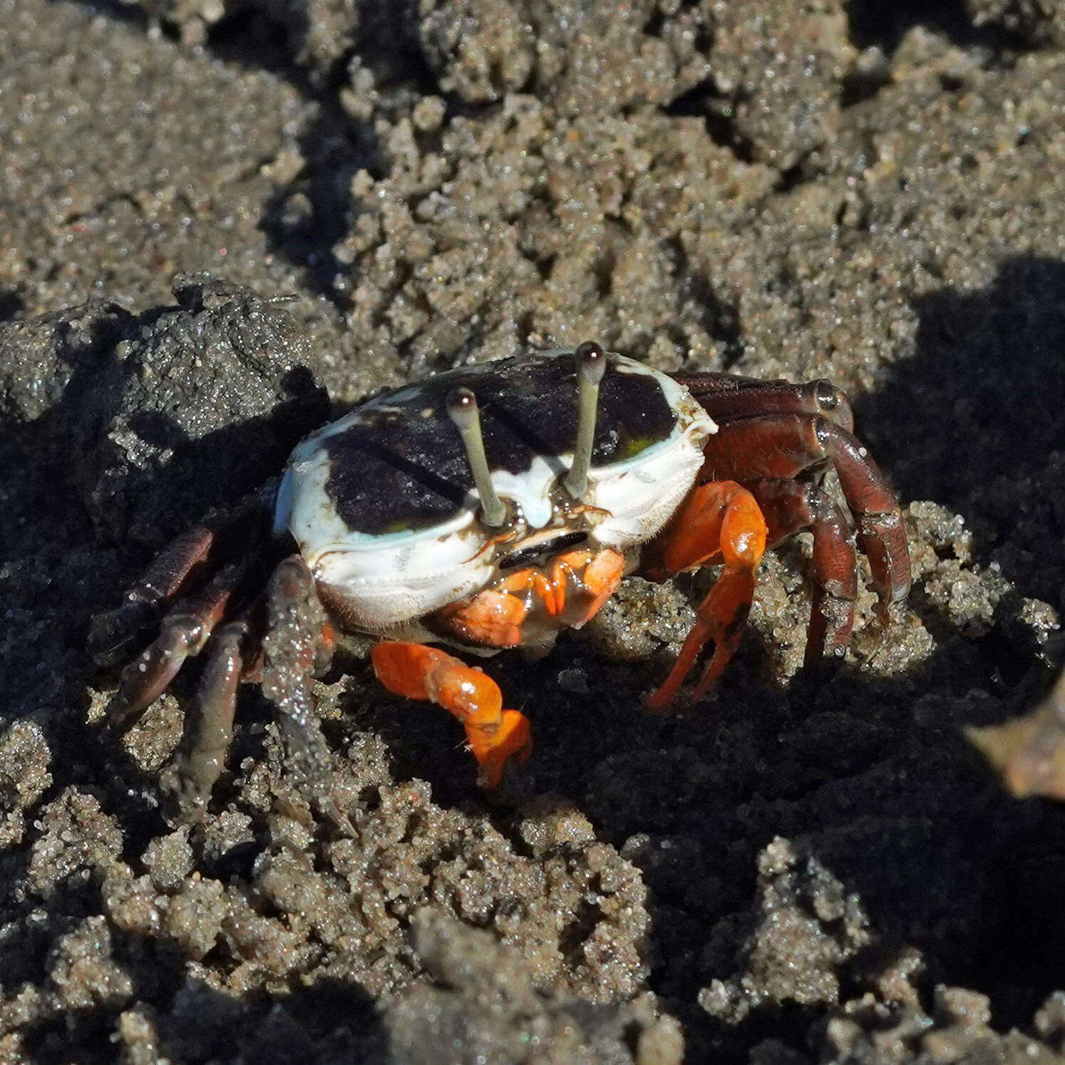 Image of Crustacea