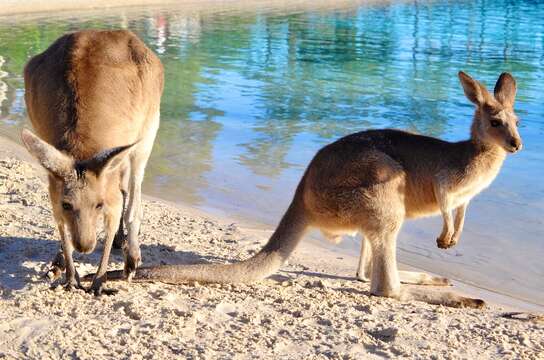 Image of kangaroo