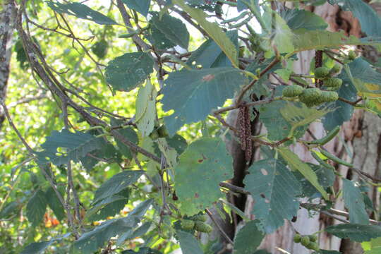 Image of Oregon Alder