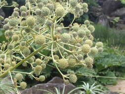 Eryngium humboldtii Delar. resmi