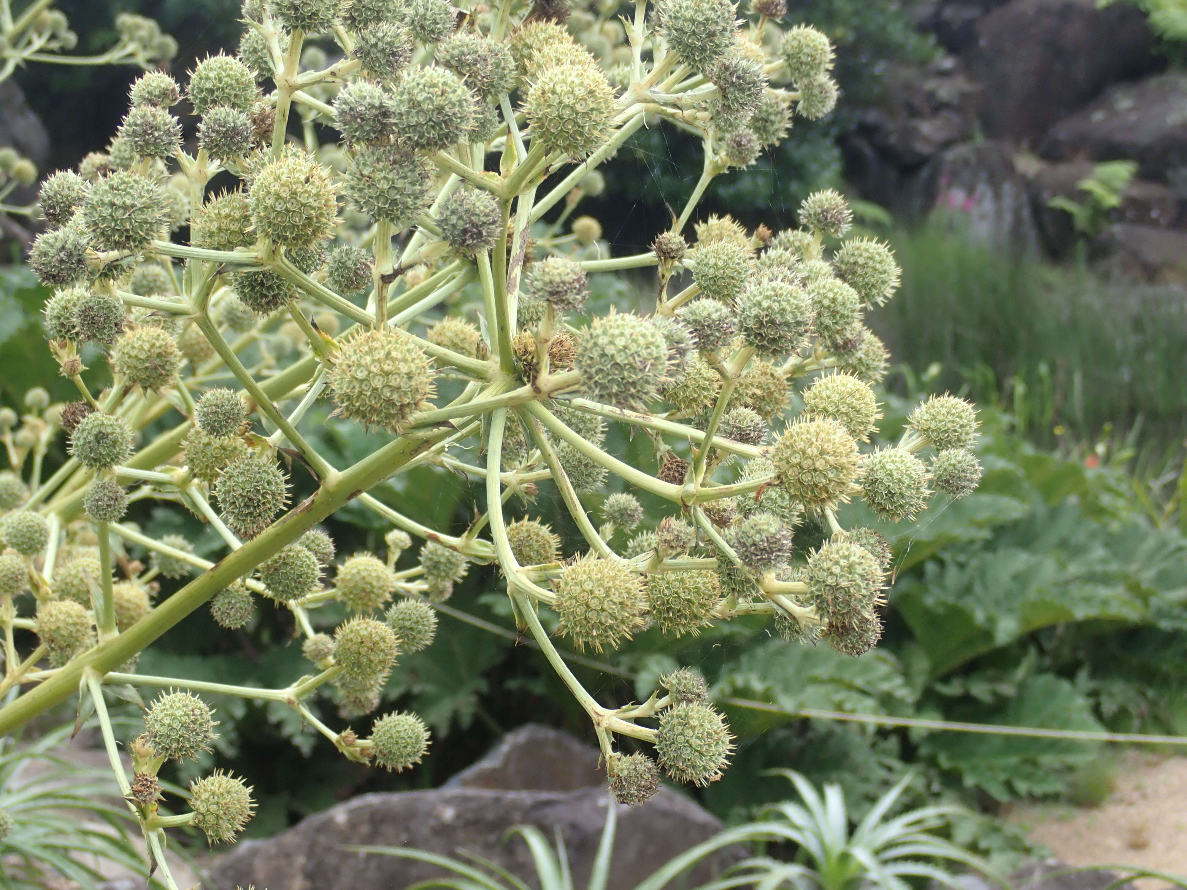 Eryngium humboldtii Delar. resmi