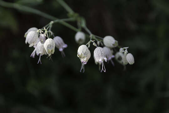 Image of Bladder Campion