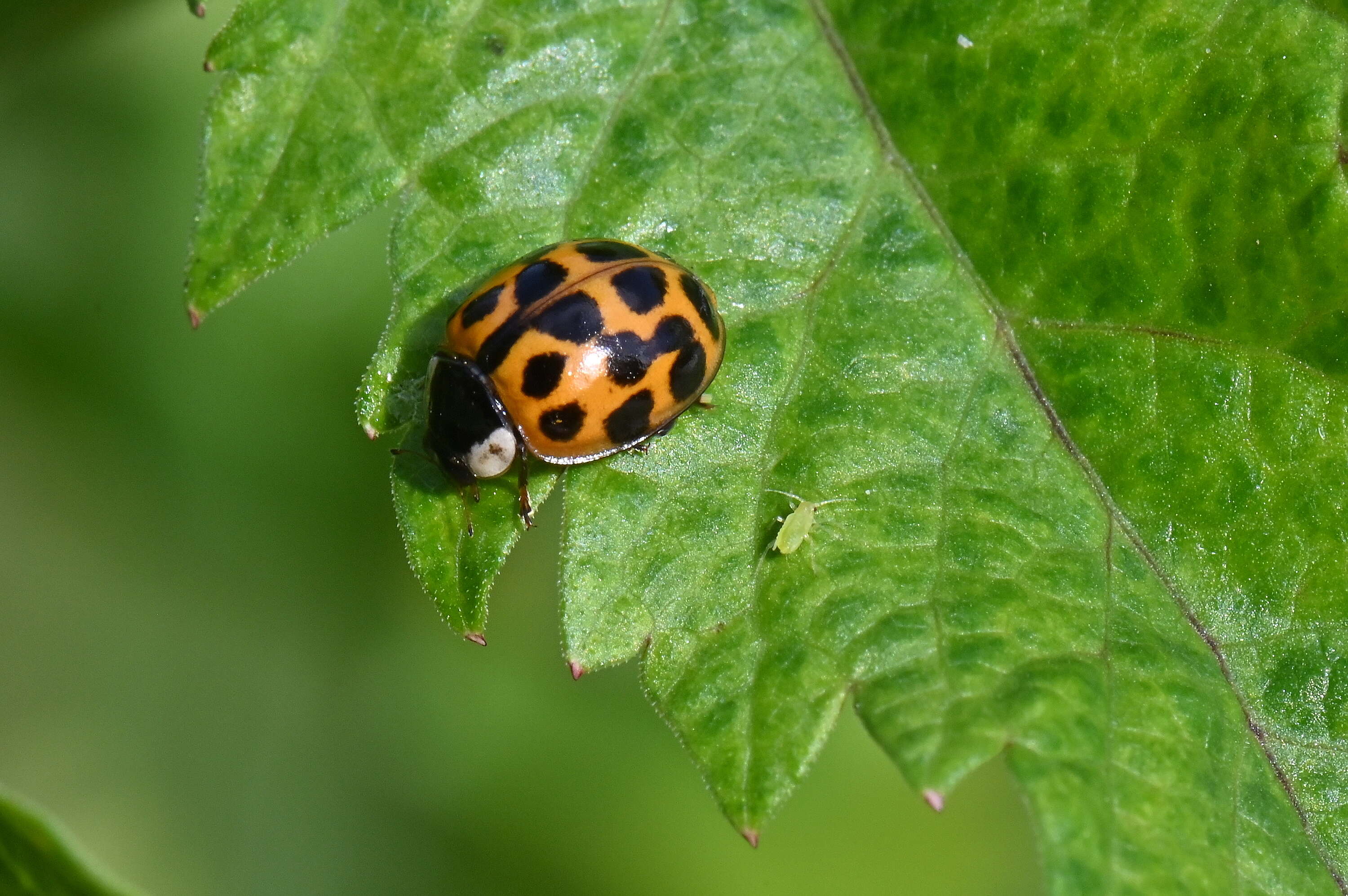 Image of Harlequin Ladybird