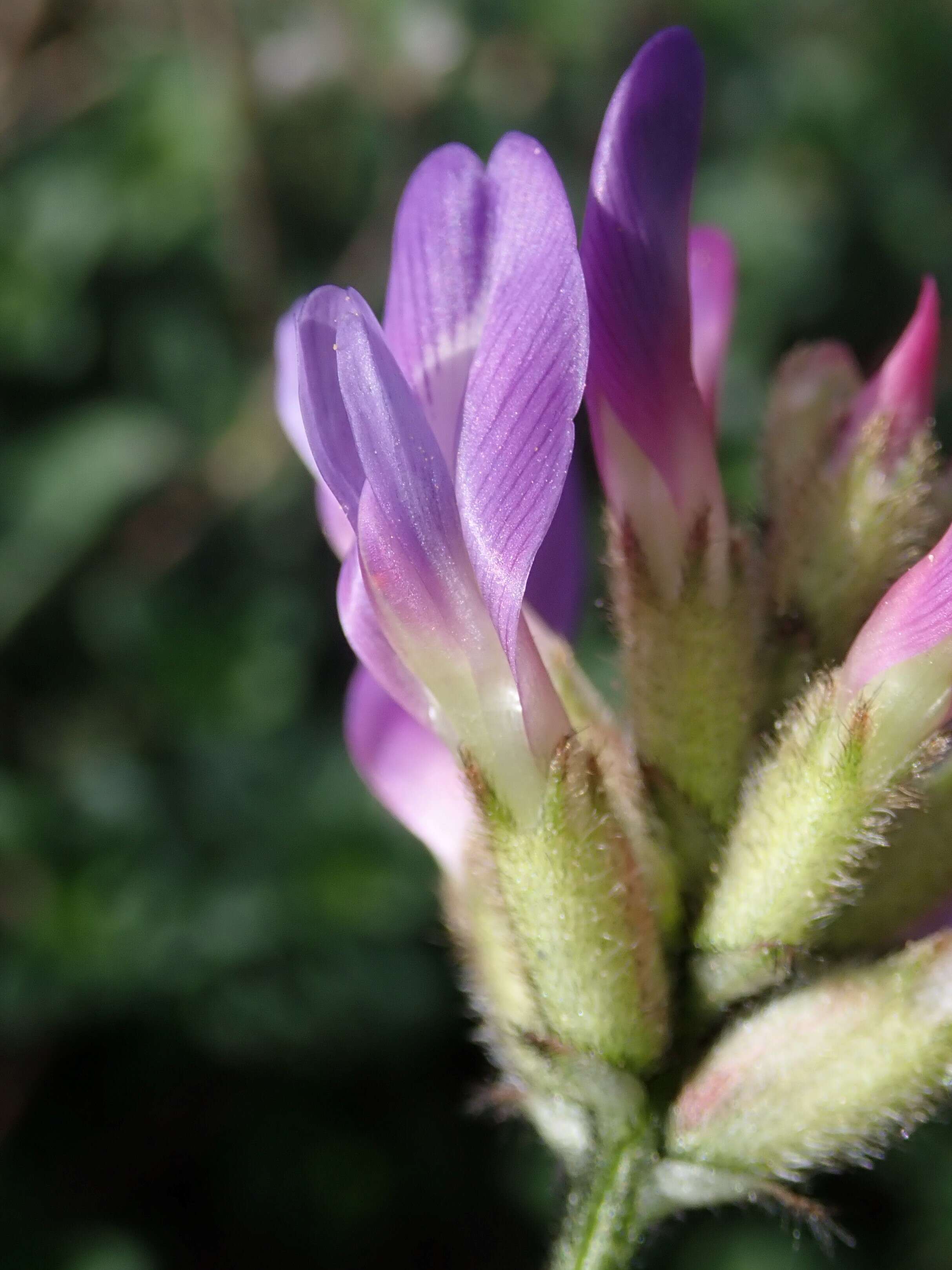 Image of Astragalus danicus Retz.