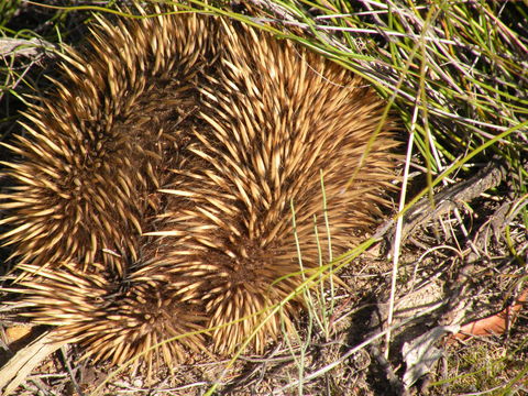 Image of <i>Tachyglossus aculeatus multiaculeatus</i> (W. Rothschild 1905)