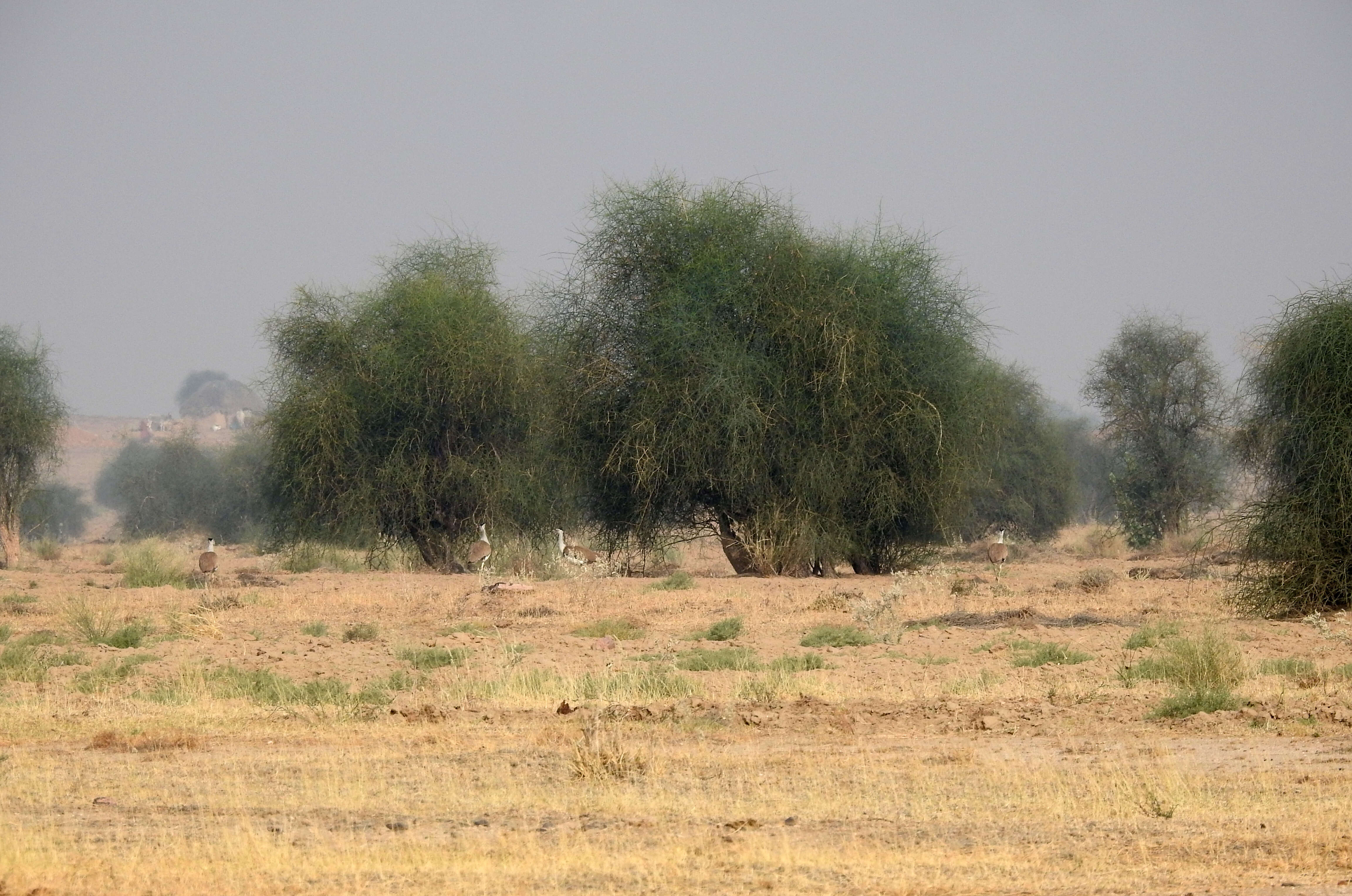 Image of Great Indian Bustard