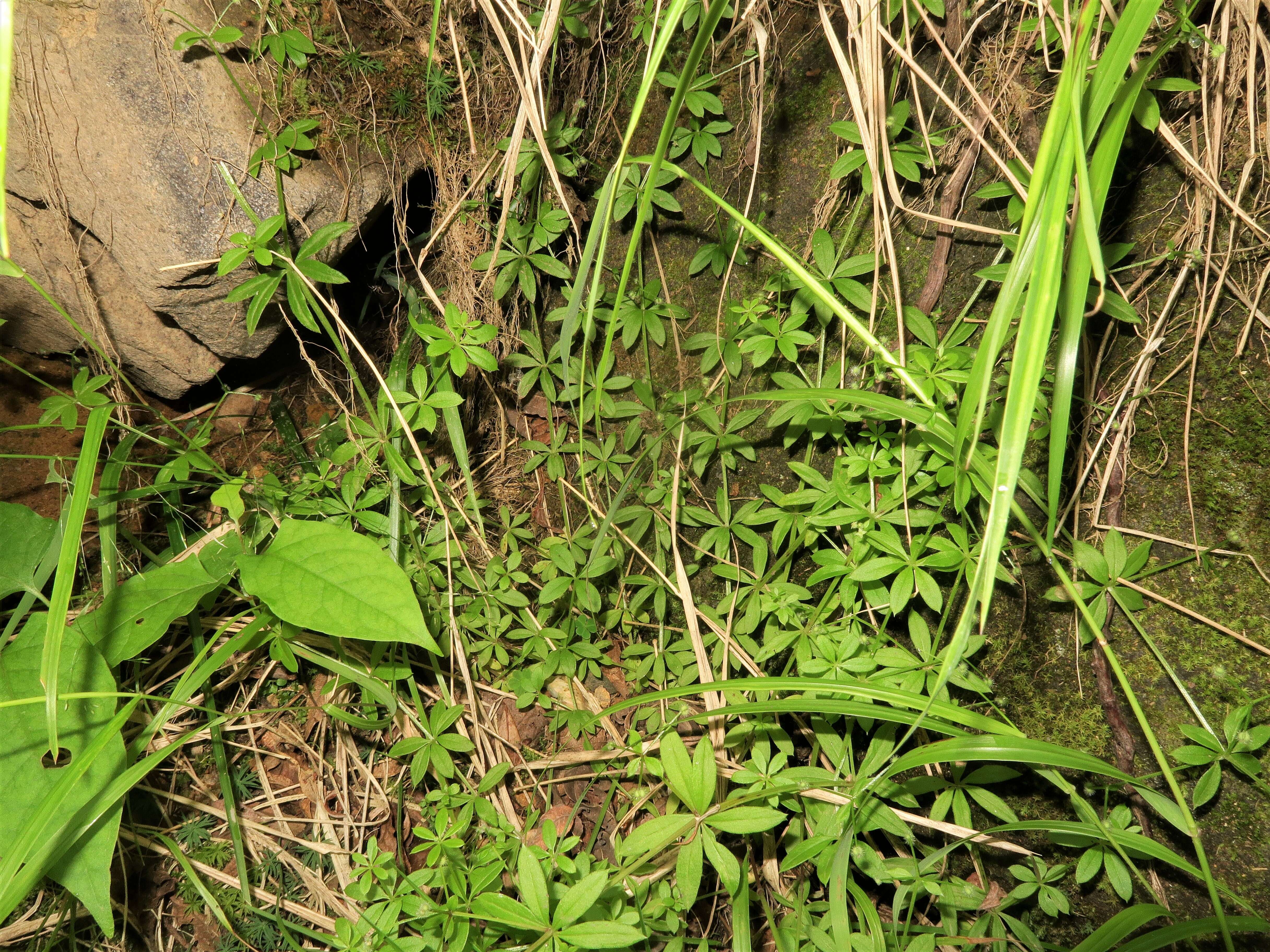 Image of fragrant bedstraw