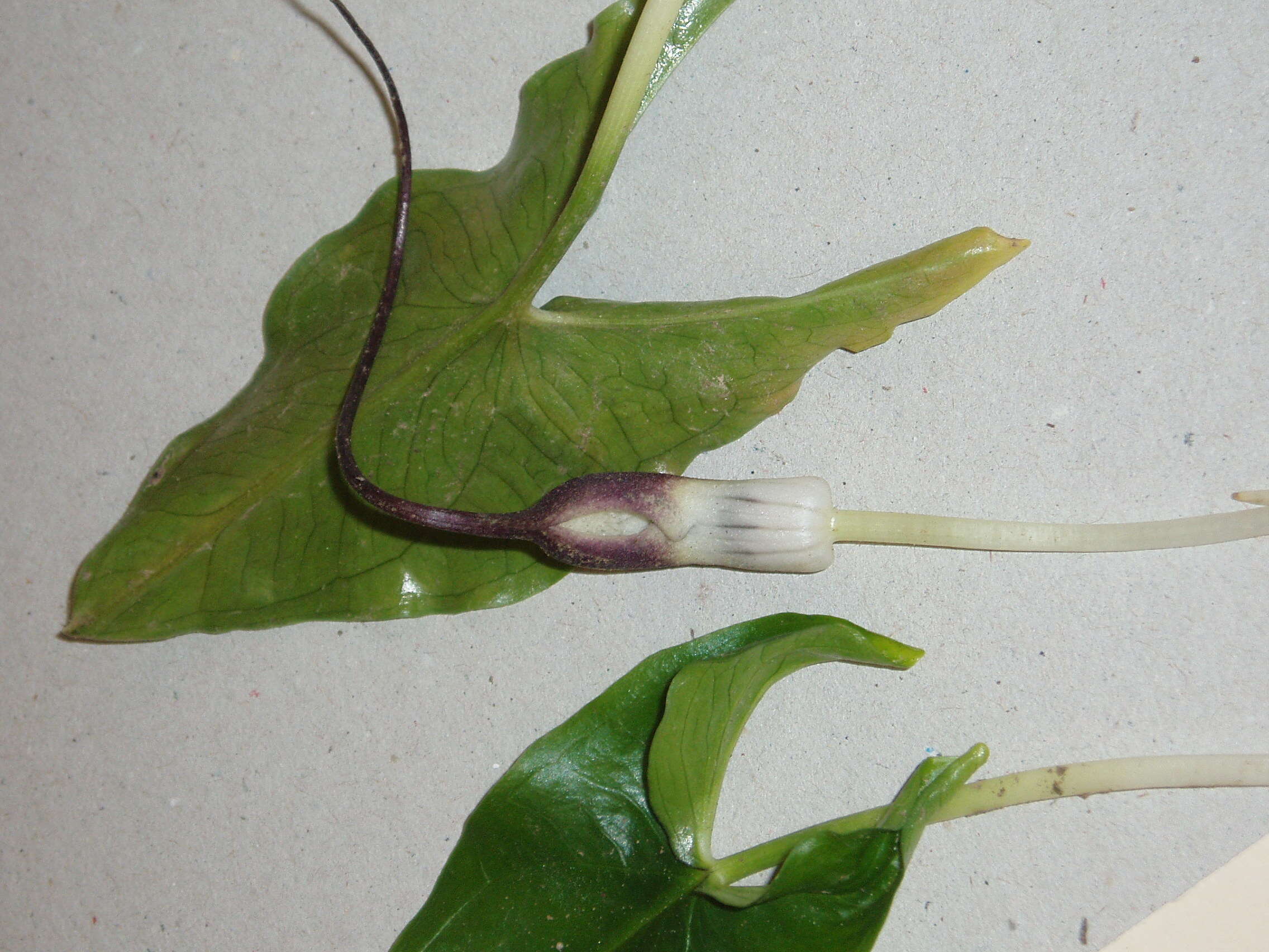 Image of Arisarum proboscideum (L.) Savi