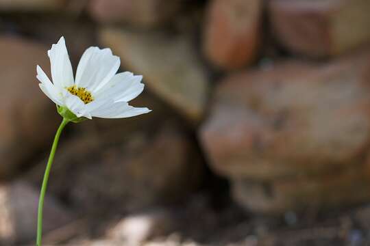 Image of garden cosmos