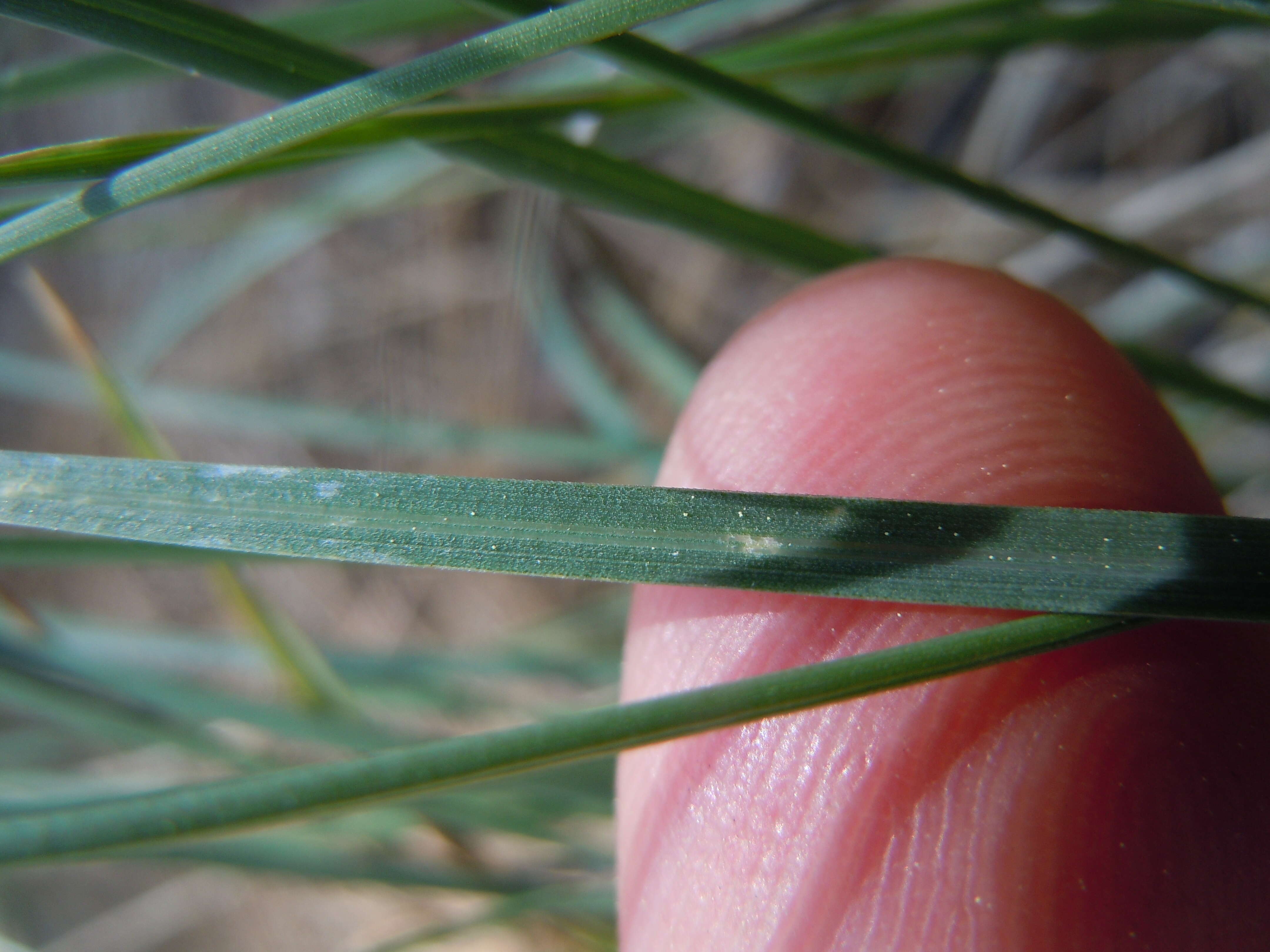 Image de Poa fendleriana (Steud.) Vasey