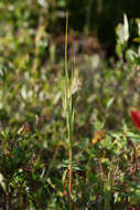 Imagem de Andropogon glomeratus (Walter) Britton, Sterns & Poggenb.