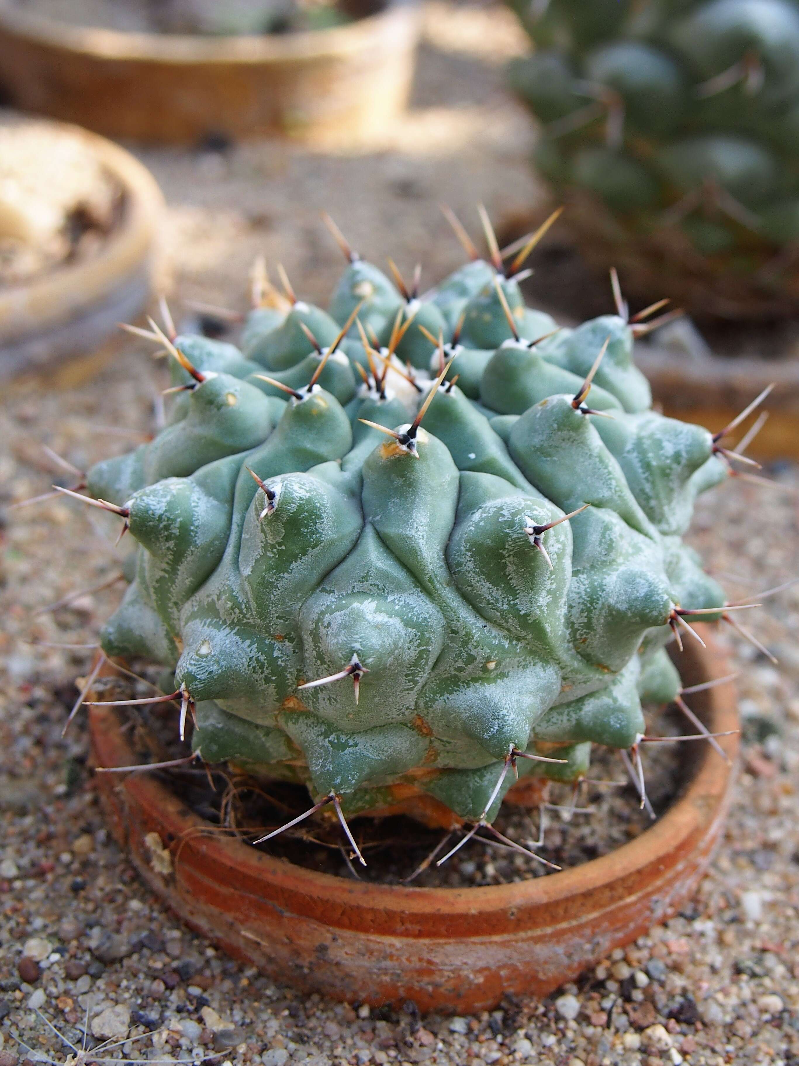 Image of Thelocactus hexaedrophorus (Lem.) Britton & Rose