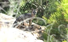 Image of Grey Foxes