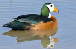 Image of African Pygmy Goose