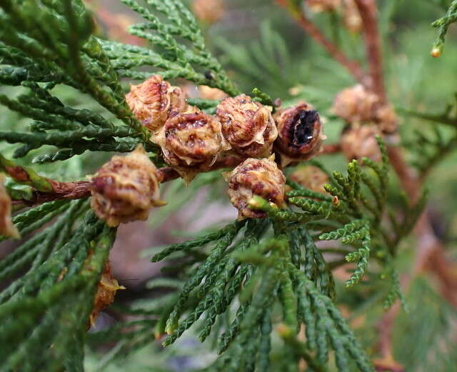 Image of Atlantic White Cedar