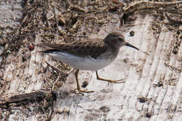 Image of Least Sandpiper