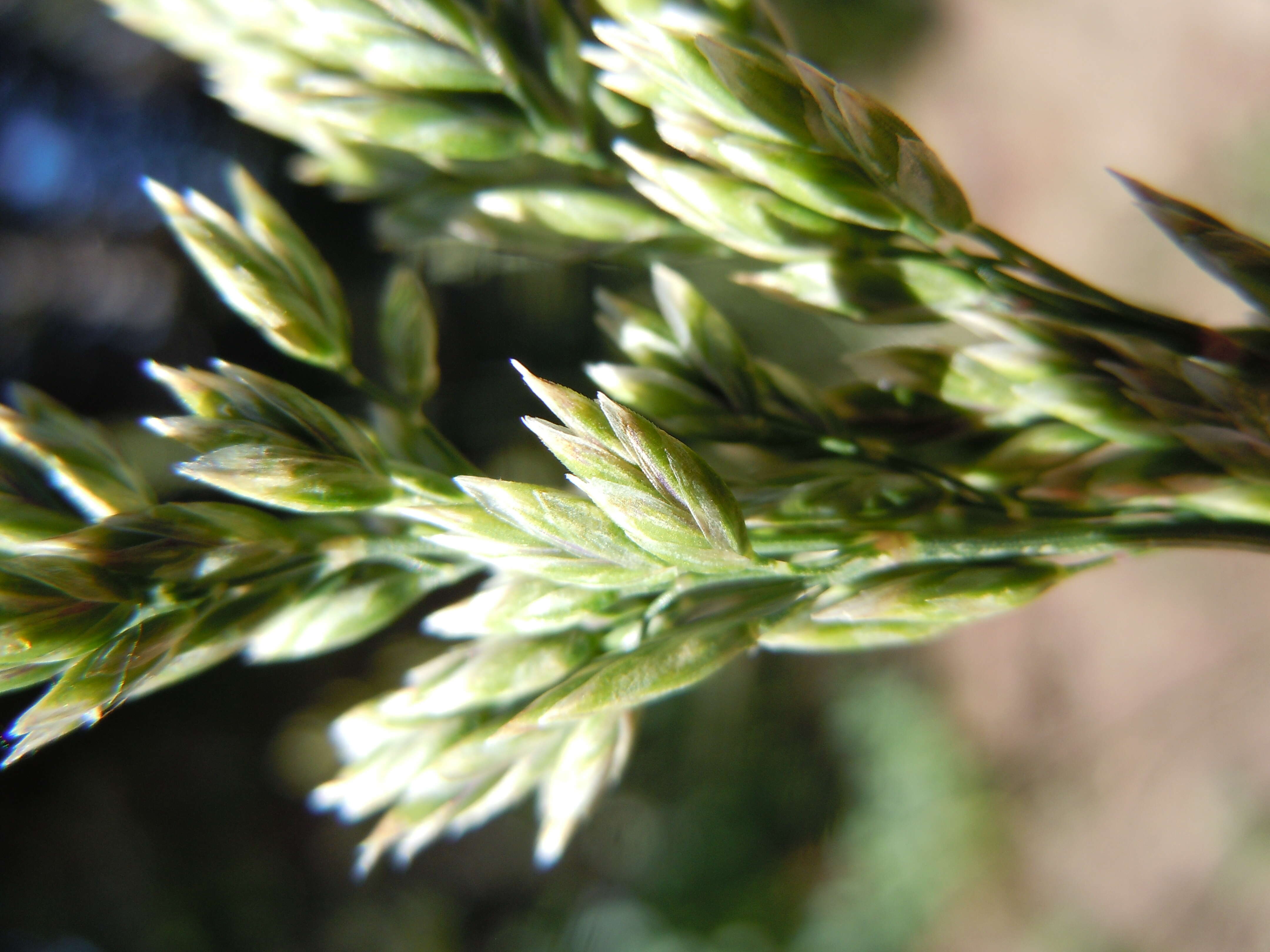 Image de Poa fendleriana (Steud.) Vasey