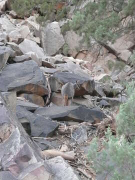 Image of Ring-tailed Rock Wallaby