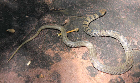 Image of Plumbeous or Reticulated Centipede Eater