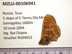 Image of Euphydryas sibirica