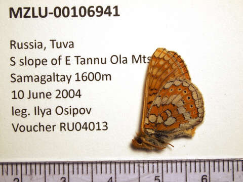 Image of Euphydryas sibirica