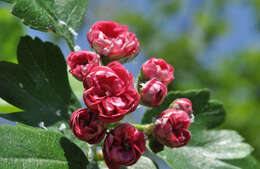 صورة Crataegus media Bechst.